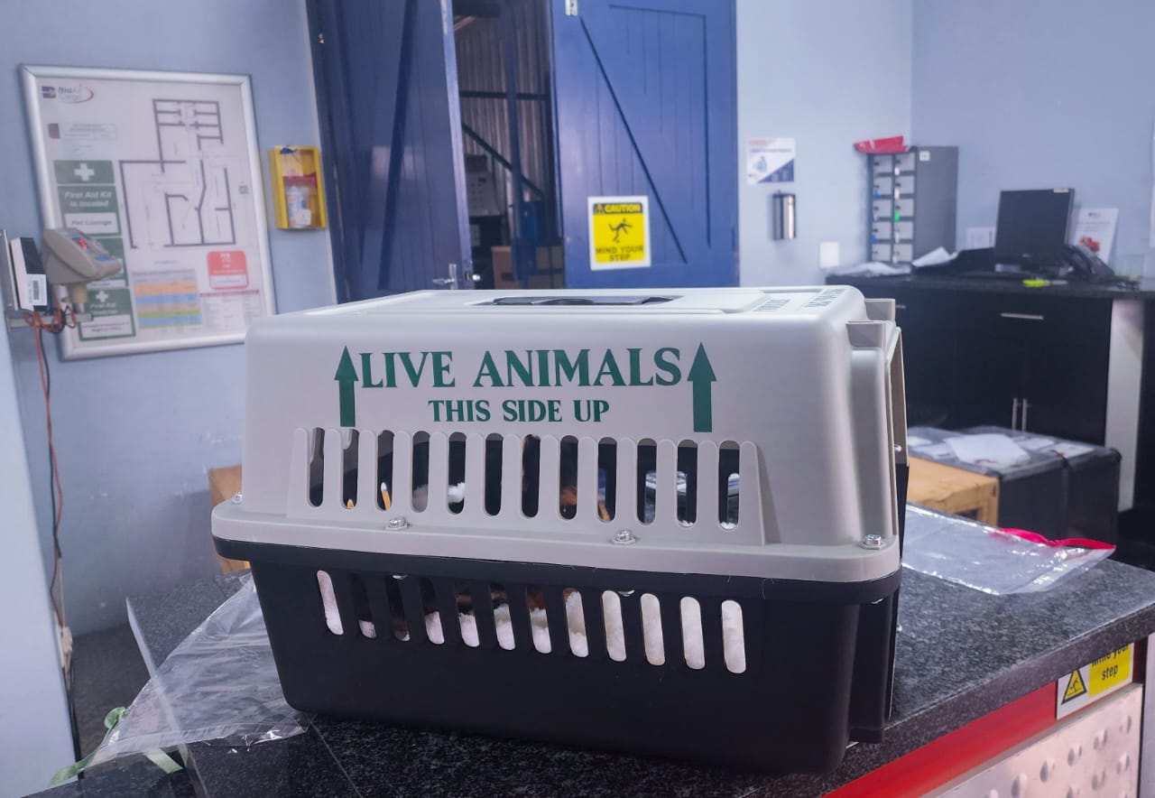 Darlington-yorkies-at-pet-lounge Darlington-yorkies-at-pet-lounge