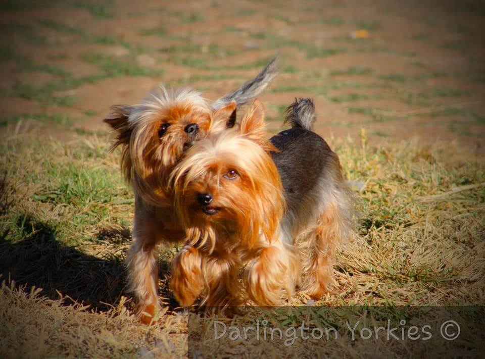 Pixie & natasha Pixie & natasha