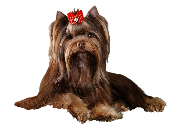 choc yorkie png